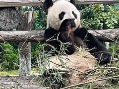 -西霞口神雕山野生动物世界