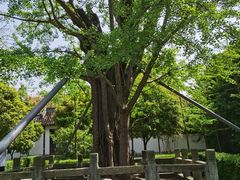 -上海佘山国家森林公园天马山园