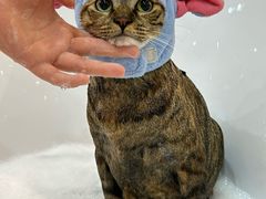 -momokira米努特·德文卷毛猫·棉花面纱犬