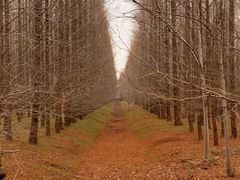 -黄海国家森林公园