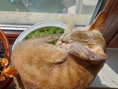 -中农国际动物医院24小时·猫科·骨科·急重症中心