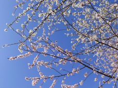 -桃花堤公园