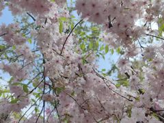 -高东镇樱花园