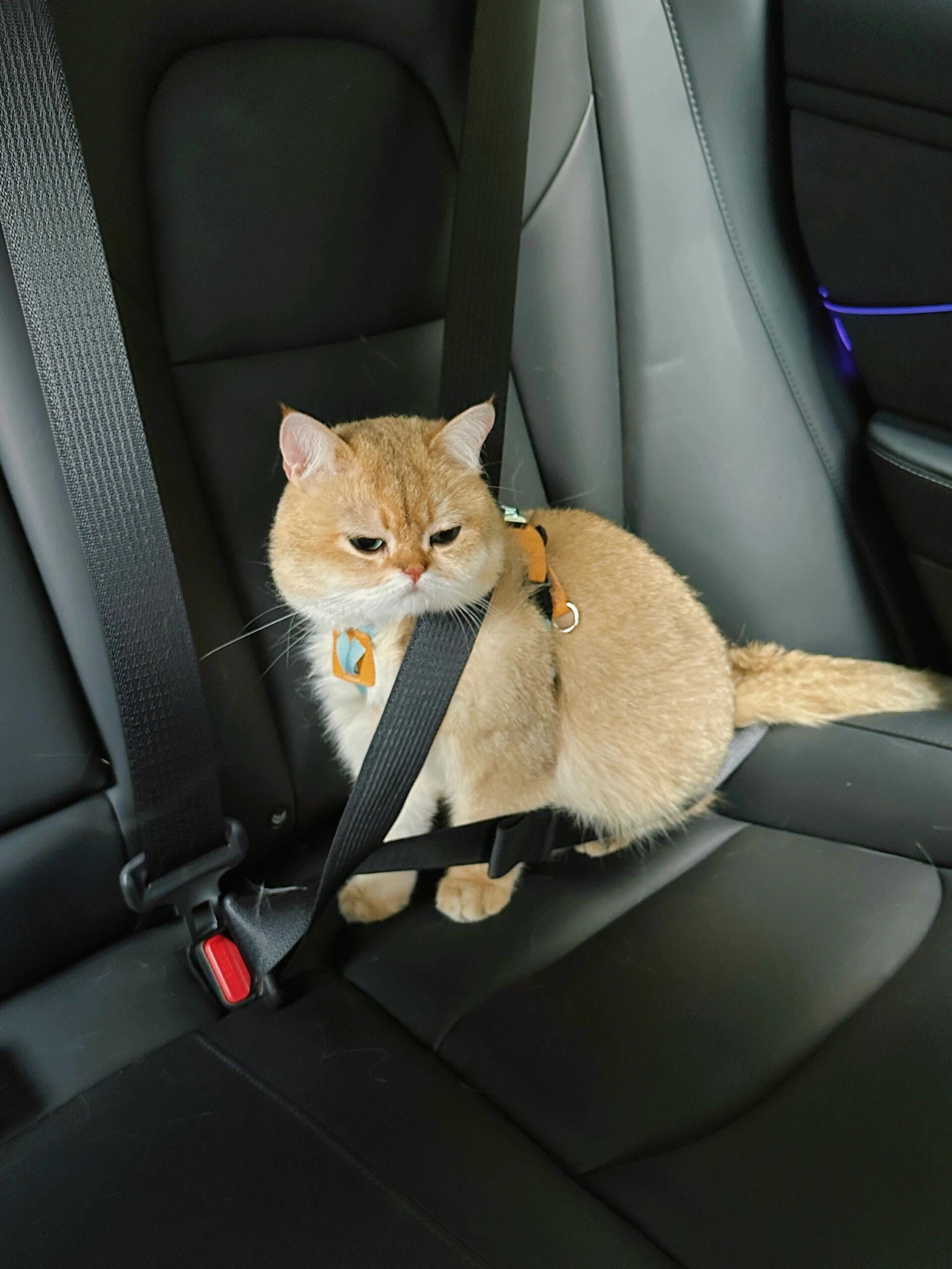 拼车拼到一只小猫