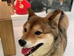 -柴务处·柴犬主题狗咖