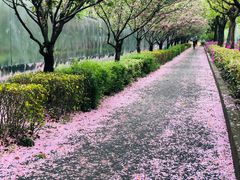 -新江湾城公园