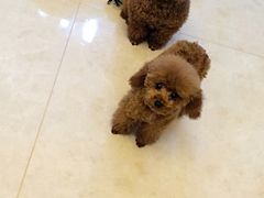-乐乐宝宠物店