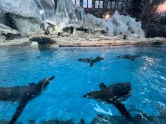 -帝企鹅自助餐厅•儿童岛•真企鹅(长隆企鹅酒店)