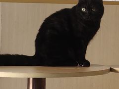 -鼓捣猫呢主题猫咖店