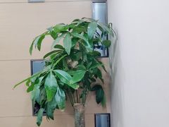 -金时代顺风大酒店(临港百联店)