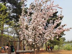 -北京西山国家森林公园