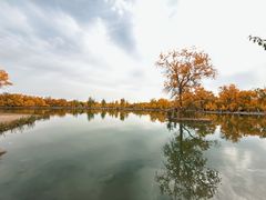 -金塔沙漠胡杨林景区