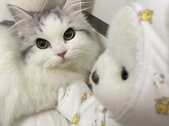 -猫大福·Fortune Cat猫舍(百子湾店)