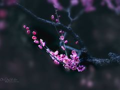 -莘庄梅园