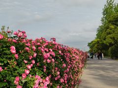 -上海滨江森林公园