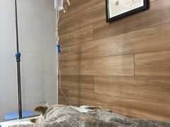 -爱侣宠医·鹦鹉专科·小型哺乳类·异宠专科(灵石路店)