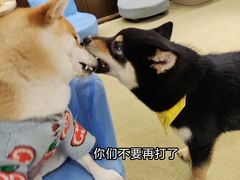 -逗柴咖啡屋·狗咖猫咖宠物桌游