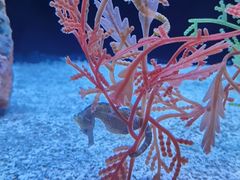 -上海海洋水族馆