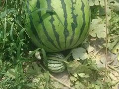 android_upload_pic-庞各庄翠芳园西瓜蔬菜基地采摘园