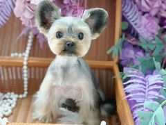 -萌宠之家·腊肠犬·马尔泰·小体犬舍