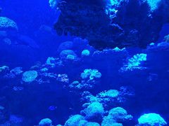 -太平洋海底世界