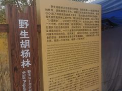 -金塔沙漠胡杨林景区