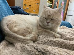 -瑞鹏宠物医院·夜间急症·心超·猫科(祖庙分店)