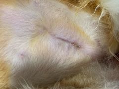 -达爱动物医院·犬猫分区·CT·复杂眼科(远洋山水分院)