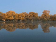 -金塔沙漠胡杨林景区