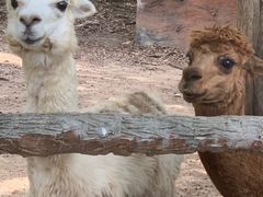 -清迈夜间动物园