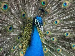 -苏州太湖西山岛开心农场