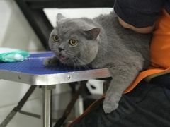 在吹风了-酷狗靓猫宠物·洗护·美容·寄养(航北路店)