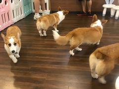 -柯斗斗主题餐厅·狗咖·围炉煮茶·茶饮(国瑞升平里店)