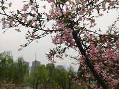 -映月湖中央公园