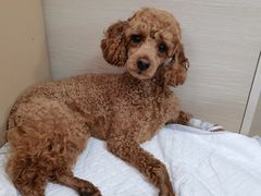 -喜多萌中农锦绣动物医院24H·猫科·牙科MRI·CT