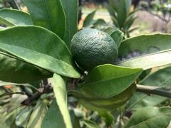 android_upload_pic-白塘生态植物园