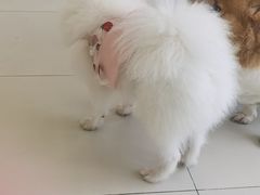 -怪兽屋·羊驼·猫咖·狗咖(俊华广场店)