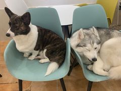 -Let's go狗咖·猫咖·奶狗·桌游(春熙路IFS店)