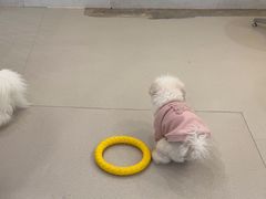 -共舞时光猫咖·狗咖(新街口店)