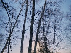 -乌兰布统景区-白桦林