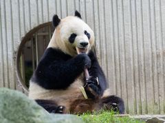 -卧龙中华大熊猫苑神树坪基地