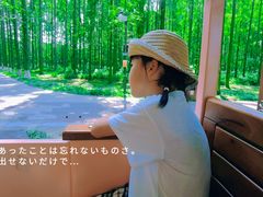 -黄海国家森林公园