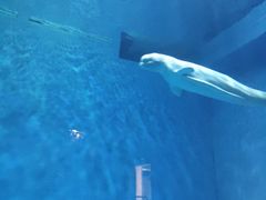 -芜湖新华联大白鲸海洋公园