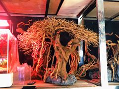 -中环花鸟鱼虫市场