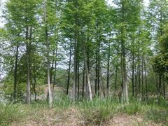 -梁鸿国家湿地公园