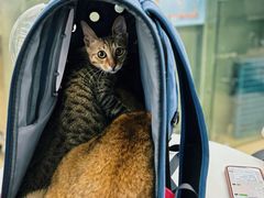 -瑞派动物医院·猫专科·至诚(江南中分院)