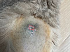 -纳吉亚猫专科动物医院·北北分院