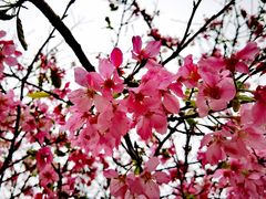 -天适樱花悠乐园