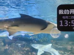 -烟台海昌鲸鲨海洋公园