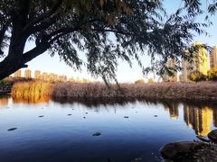 -前关湿地公园
